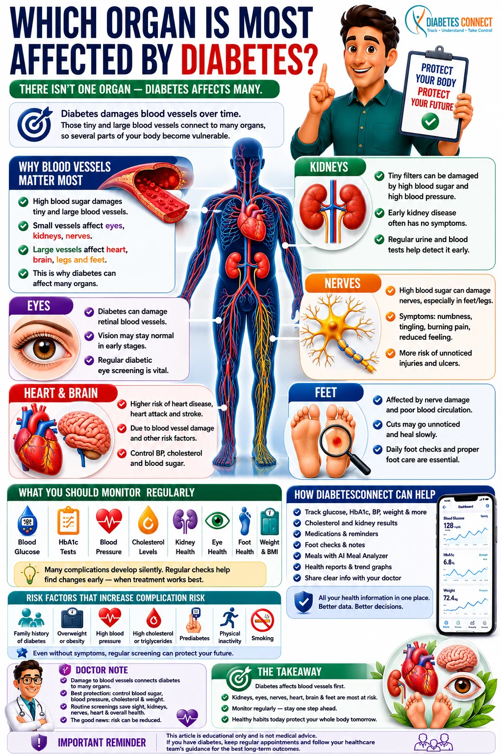 Which Organ Is Most Affected by Diabetes?